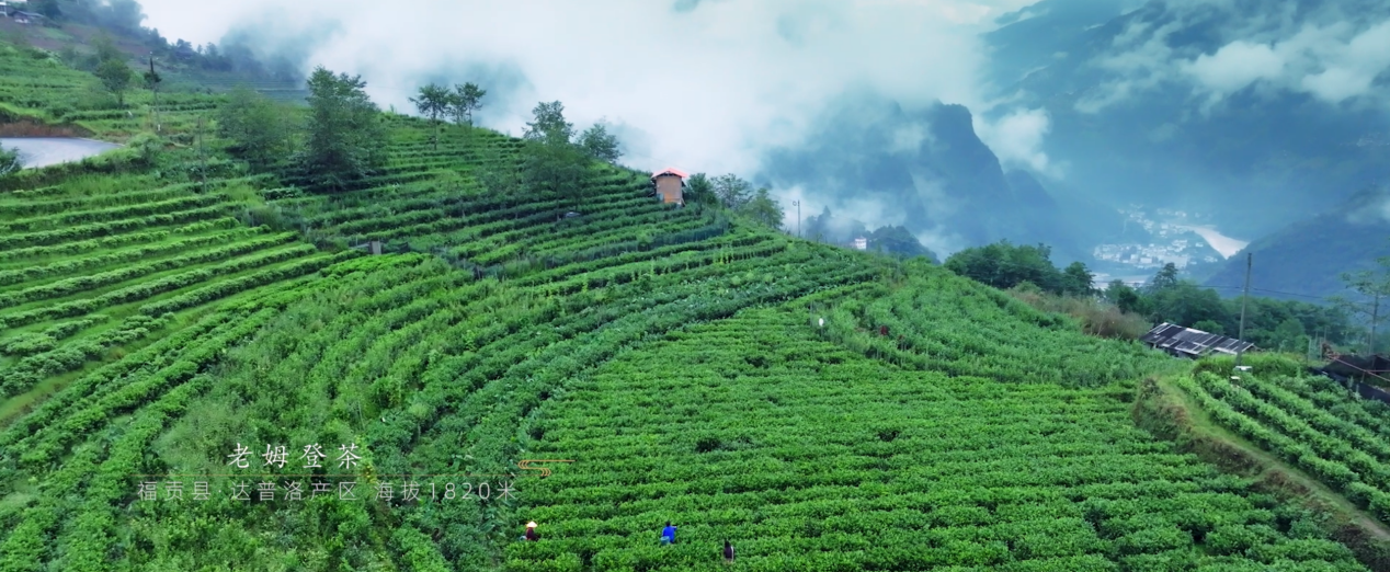 春茶季前夕，老姆登茶地理标志农产品宣传片上线