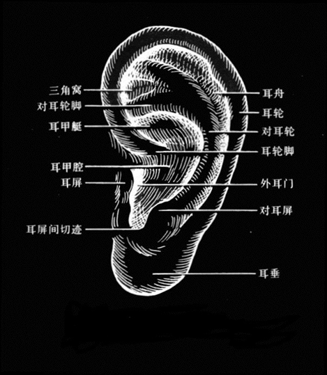 耳朵结构如图